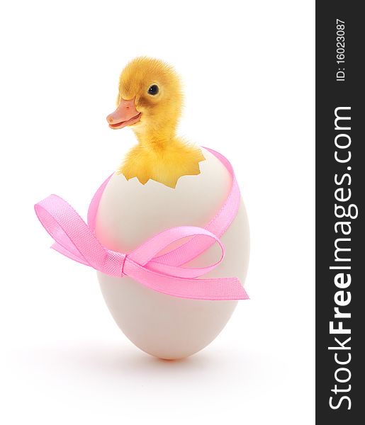 Duckling coming out of a white egg