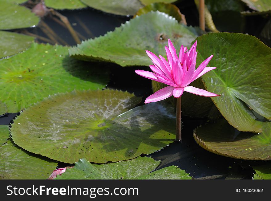 The image is in the lotus pond and the group is a cluster. The image is in the lotus pond and the group is a cluster.