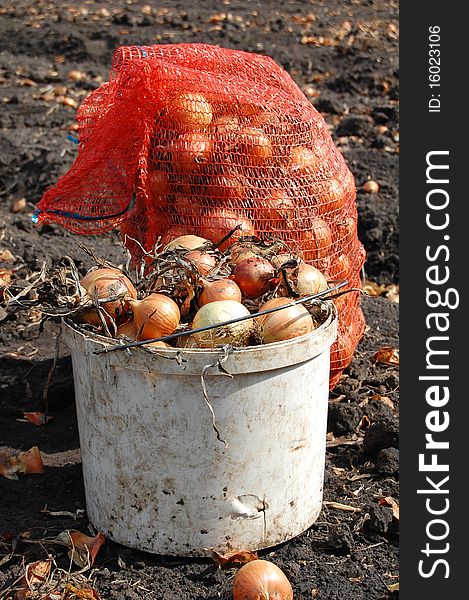 Onion in bucket and bag during its harvesting