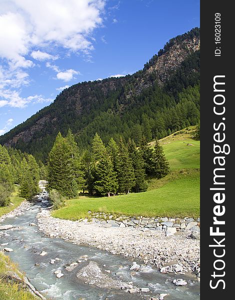 River of pines and mountain pastures. River of pines and mountain pastures