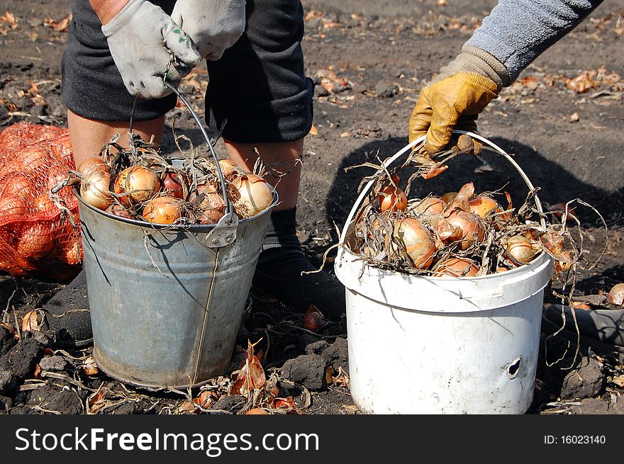 Onion in buckets during its harvesting