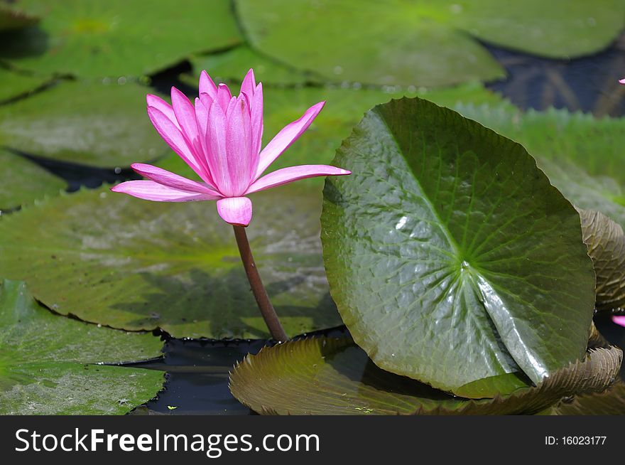 The image is in the lotus pond and the group is a cluster. The image is in the lotus pond and the group is a cluster.