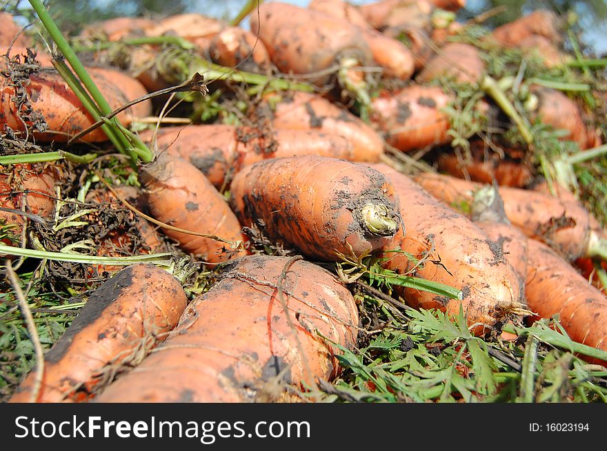 Carrot during harvesting which lie into trailer