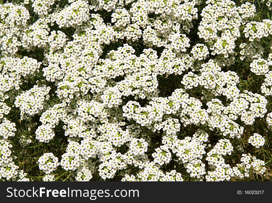 White flowers