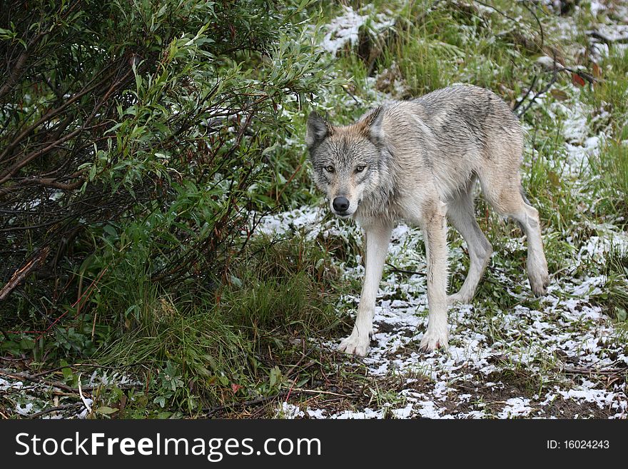Curious grey wolf in light snow storm on the mountain side in Denali National Park