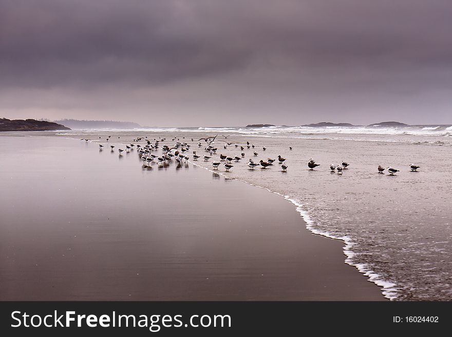 This photo was taken in a stormy morning at Pacific Rim Nation Park. This photo was taken in a stormy morning at Pacific Rim Nation Park.