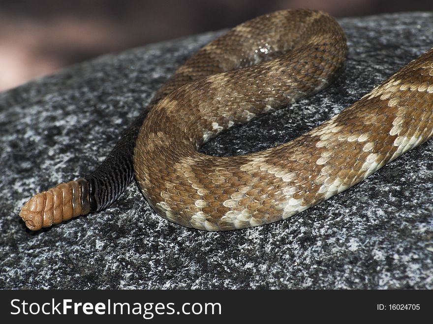 Tail of rattlesnake, Crotalus molossus