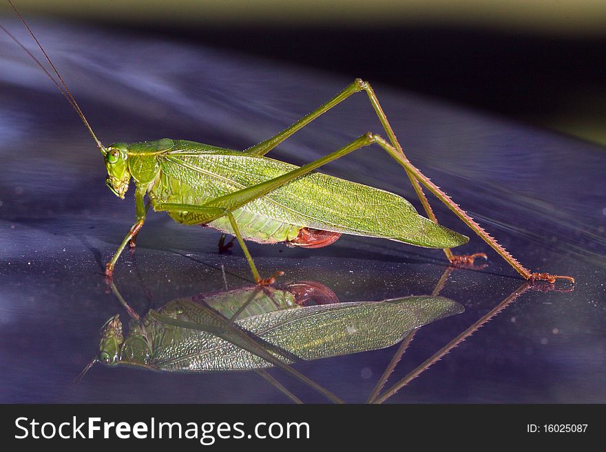 Macro of a green grasshopper (orthoptera caelifera) in horizontal orientation. Macro of a green grasshopper (orthoptera caelifera) in horizontal orientation