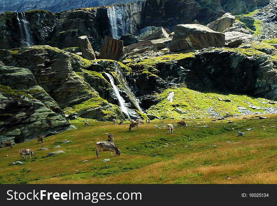 Cows grazing in the italian Alps. Cows grazing in the italian Alps