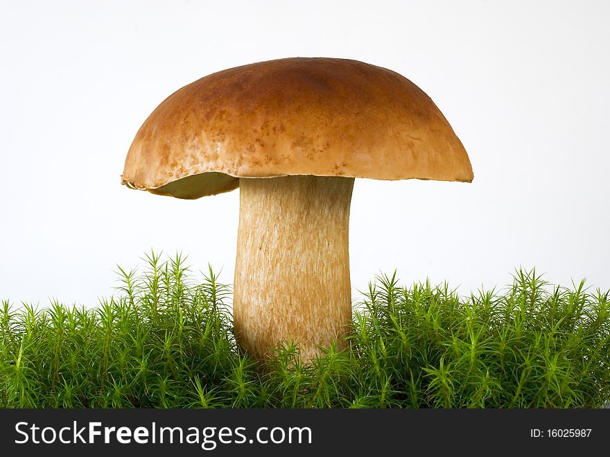 Boletus growing in the down on the white background. Boletus growing in the down on the white background