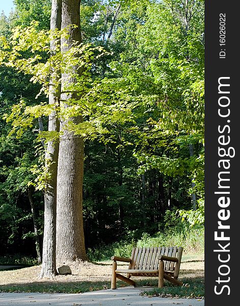 Wooden bench in clearing with tall trees. Wooden bench in clearing with tall trees.