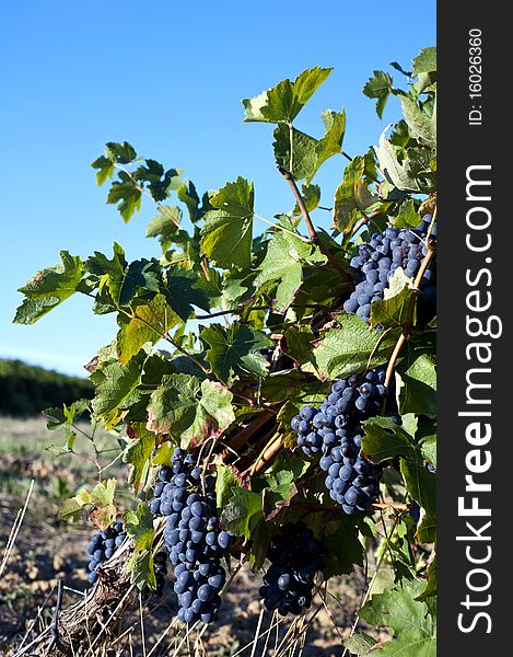 Clusters of ripe grapes in a vineyard. Clusters of ripe grapes in a vineyard