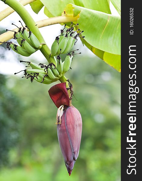 Banana blossom on the tree beside home