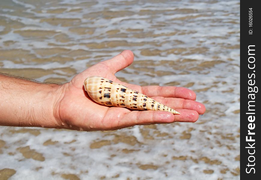A hand holding a large seashell on beach background. A hand holding a large seashell on beach background