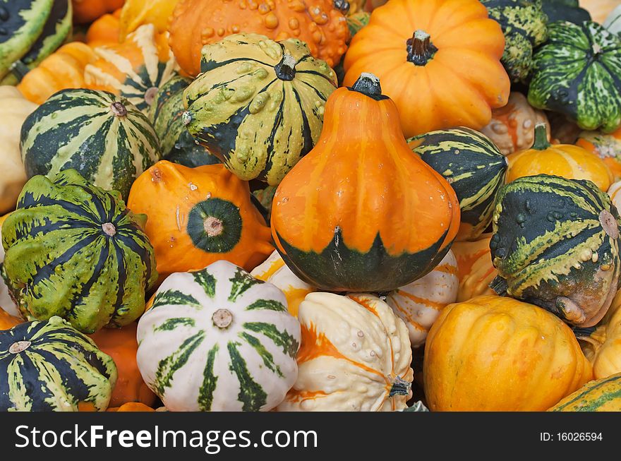 Colorful pumpkins collection on the autumn market