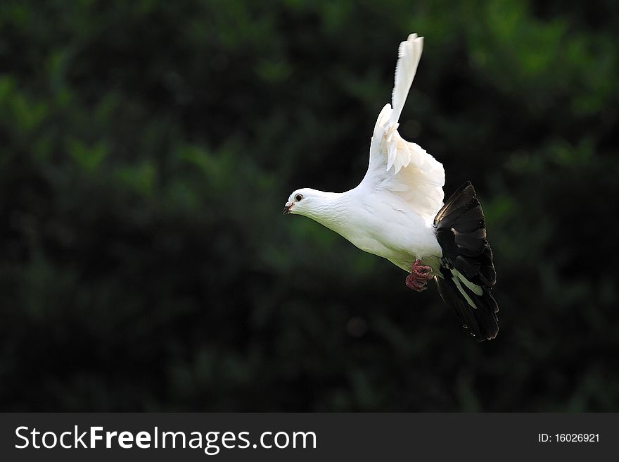 White dove in flight