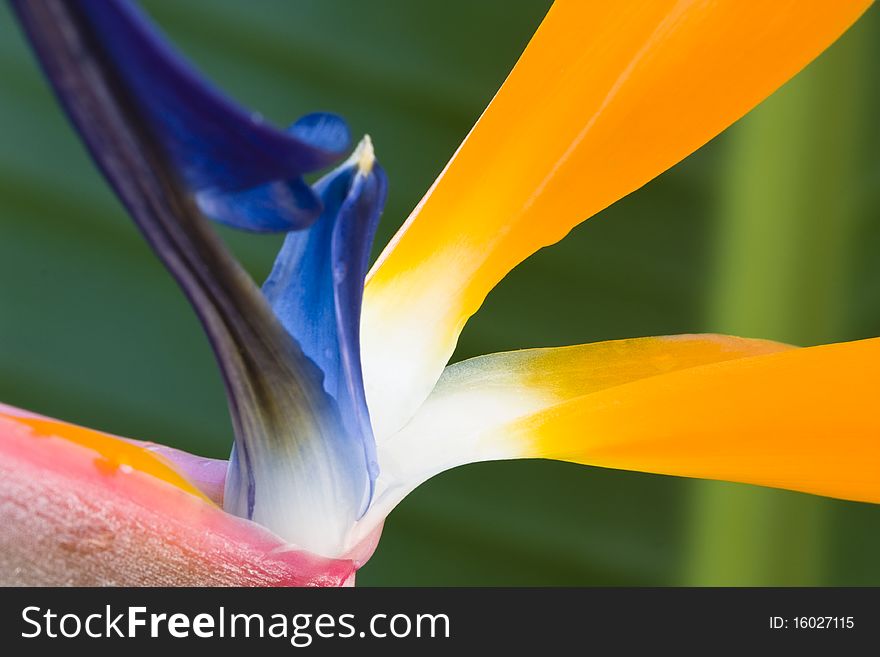 Vibrant closeup of a strelitzia flower over a green background