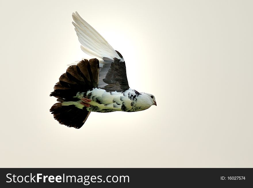 A free flying white dove isolated on a black background. A free flying white dove isolated on a black background.