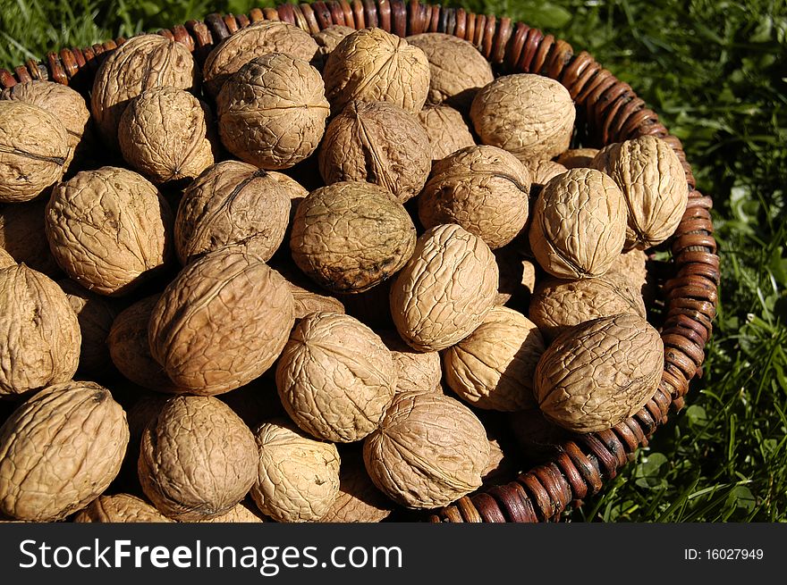 Walnut collected directly from the tree in the garden