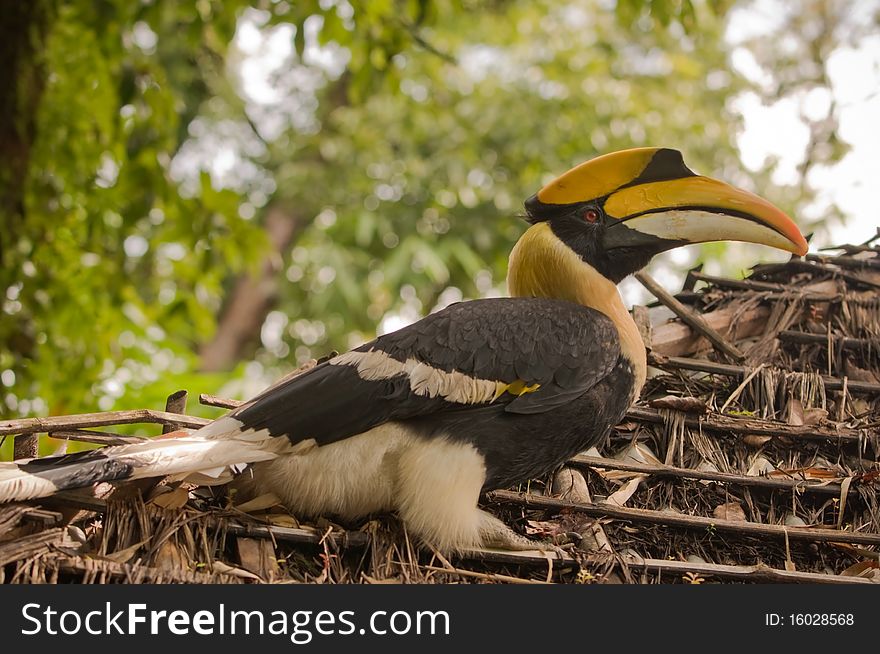 Closeup hornbill on a roof. Closeup hornbill on a roof.