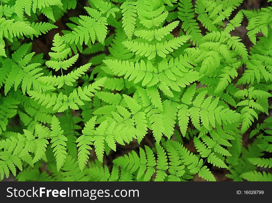 Green leaves of a fern