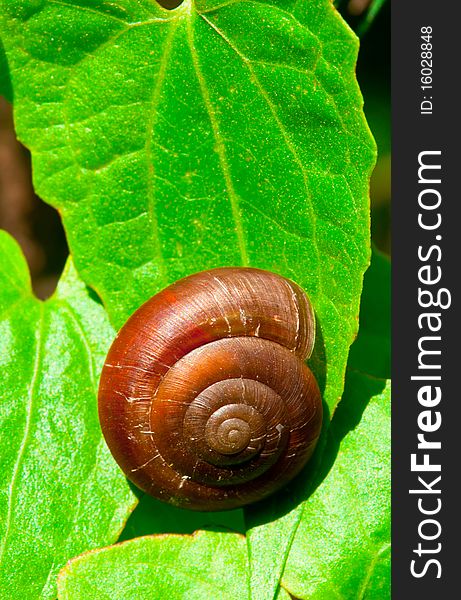 A Landscape View of Snail Shell with Leaf Background. A Landscape View of Snail Shell with Leaf Background