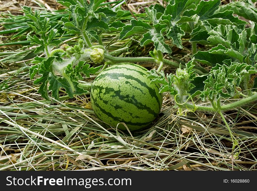 The green striped water-melon grows on a bed in the summer