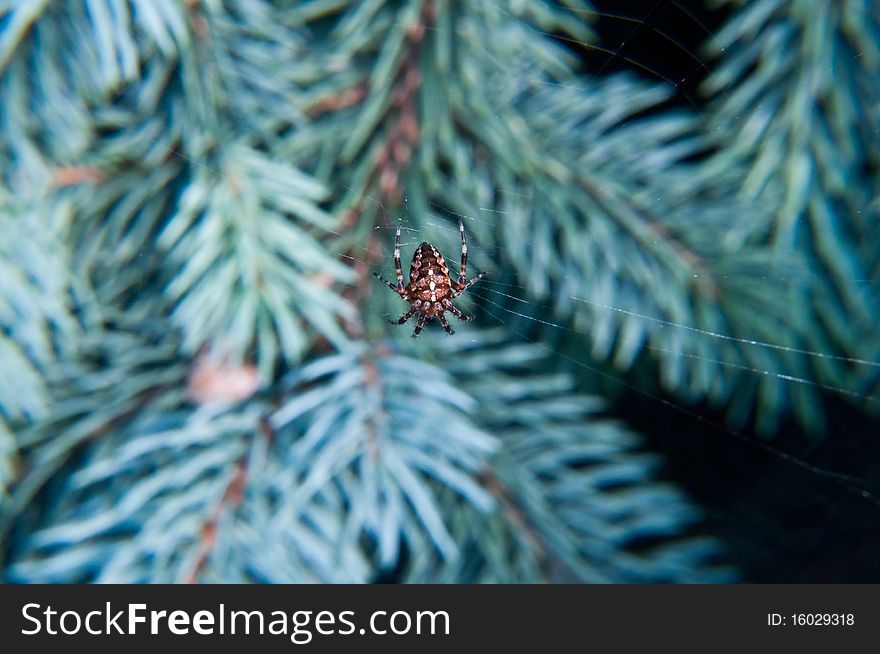 Spider on net hanging on the branch. Spider on net hanging on the branch