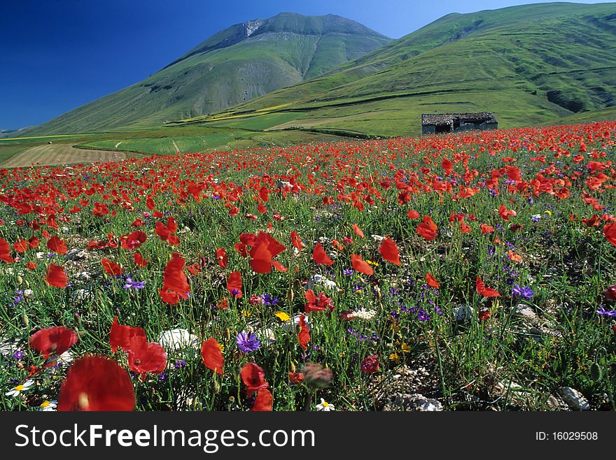 The red flowering of the poppies and the green meadows of the mountain in a sunny day of first summer. The red flowering of the poppies and the green meadows of the mountain in a sunny day of first summer