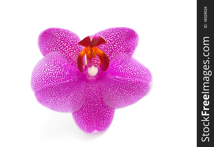 Orchid, isolated on white background