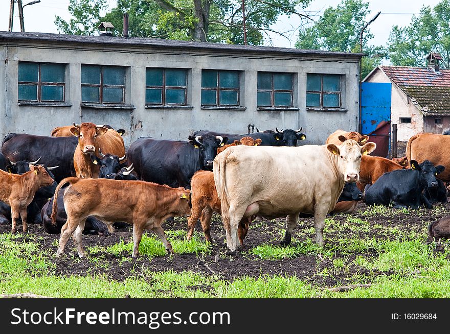 Young claves and mature cows on dairy farm. Young claves and mature cows on dairy farm