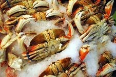 Dungeness Crabs Royalty Free Stock Image