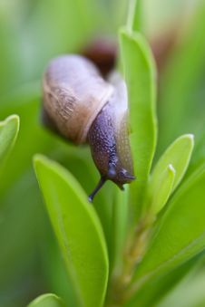 The Snail Stock Photo