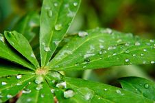 Wet Green Leafs Stock Photography Wet Green Leafs Stock Photography