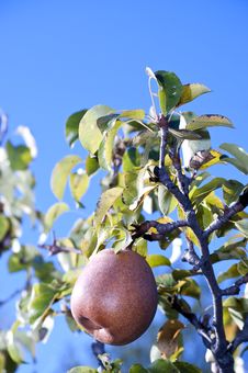 Pear On The Tree Stock Photography