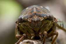Cicada Head Stock Images Cicada Head Stock Images