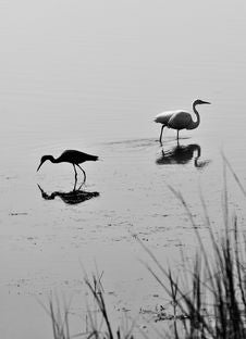 Pair Of Birds In Black And White Royalty Free Stock Images Pair Of Birds In Black And White Royalty Free Stock Images