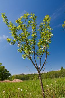 Apple Tree With Flowers Stock Images