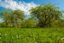Apple Tree With Flowers Royalty Free Stock Photography Apple Tree With Flowers Royalty Free Stock Photography
