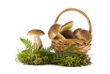 Boletus Mushrooms In And Out The Basket Stock Photography Boletus Mushrooms In And Out The Basket Stock Photography