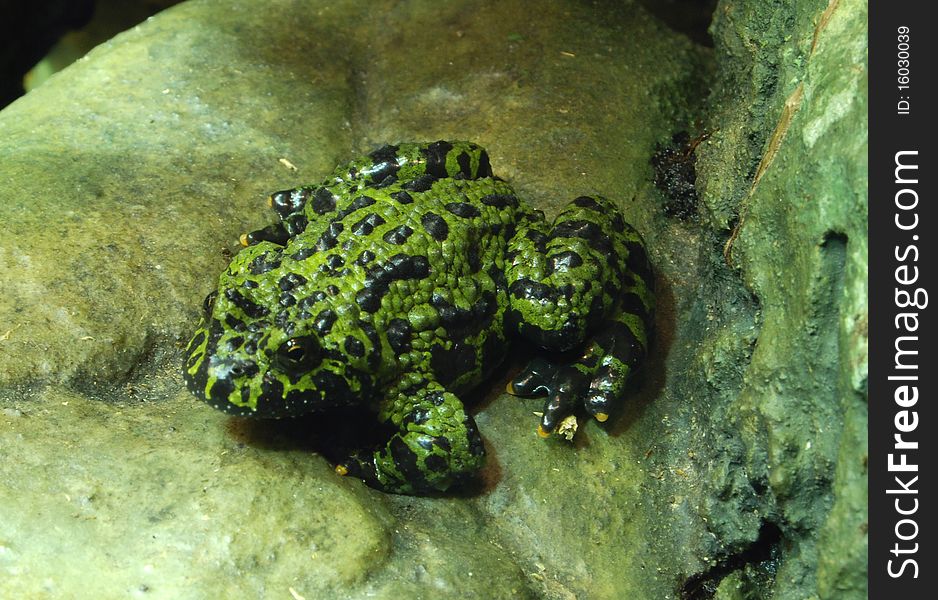 Fire-bellied toad sitting on a rock