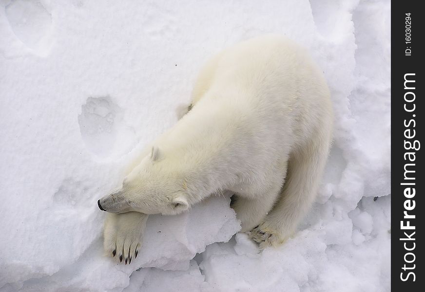 The polar bear sleeps on snow