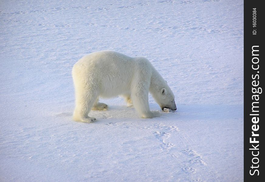 The polar bear eats from a can