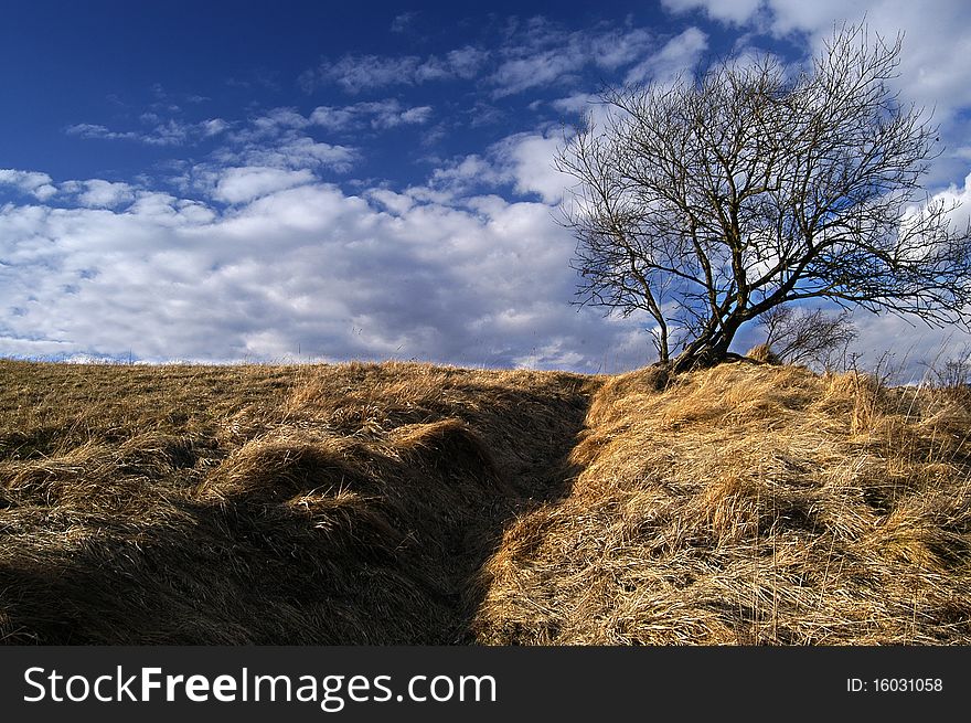 Solitary tree on the hills above the city RuÅ¾omberok