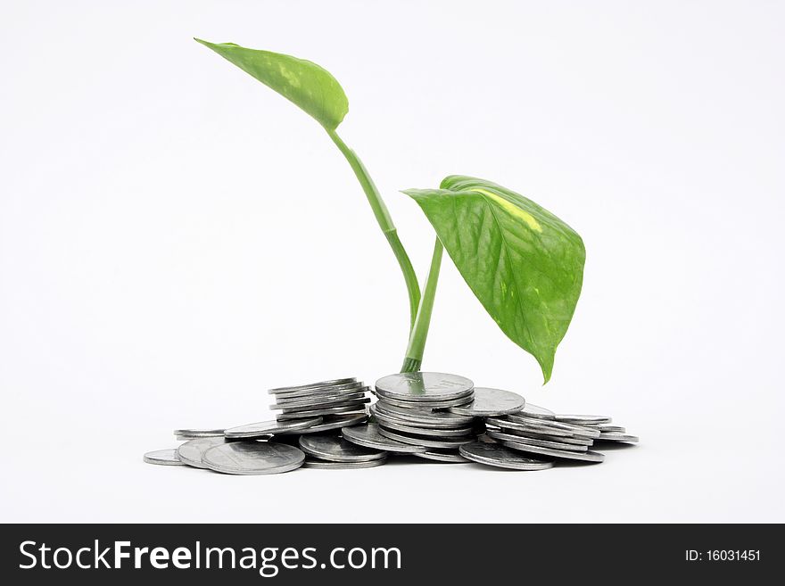 Closeup of a growing plant in coins