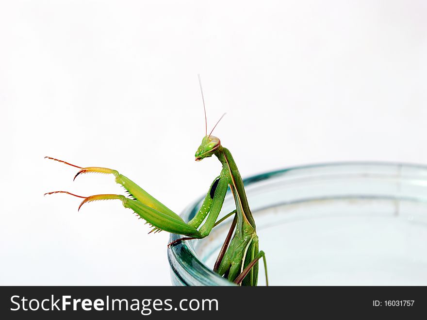 Mantis climbs out of glassware on a white background. Mantis climbs out of glassware on a white background