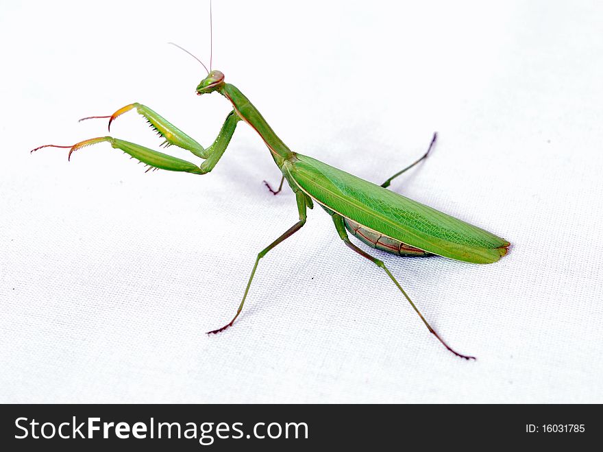 Mantis on a white background view from the side, in a combat stance