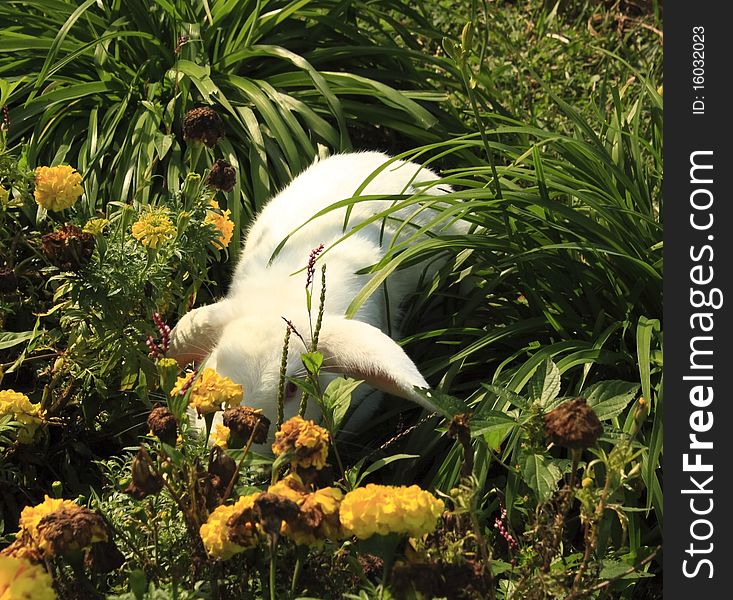 White bunny nestled in the flower garden. White bunny nestled in the flower garden.