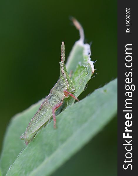 Baby locust with red legs. Baby locust with red legs