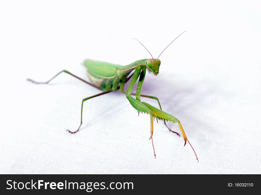 Mantis on a white background top view directly at him in a combat stance